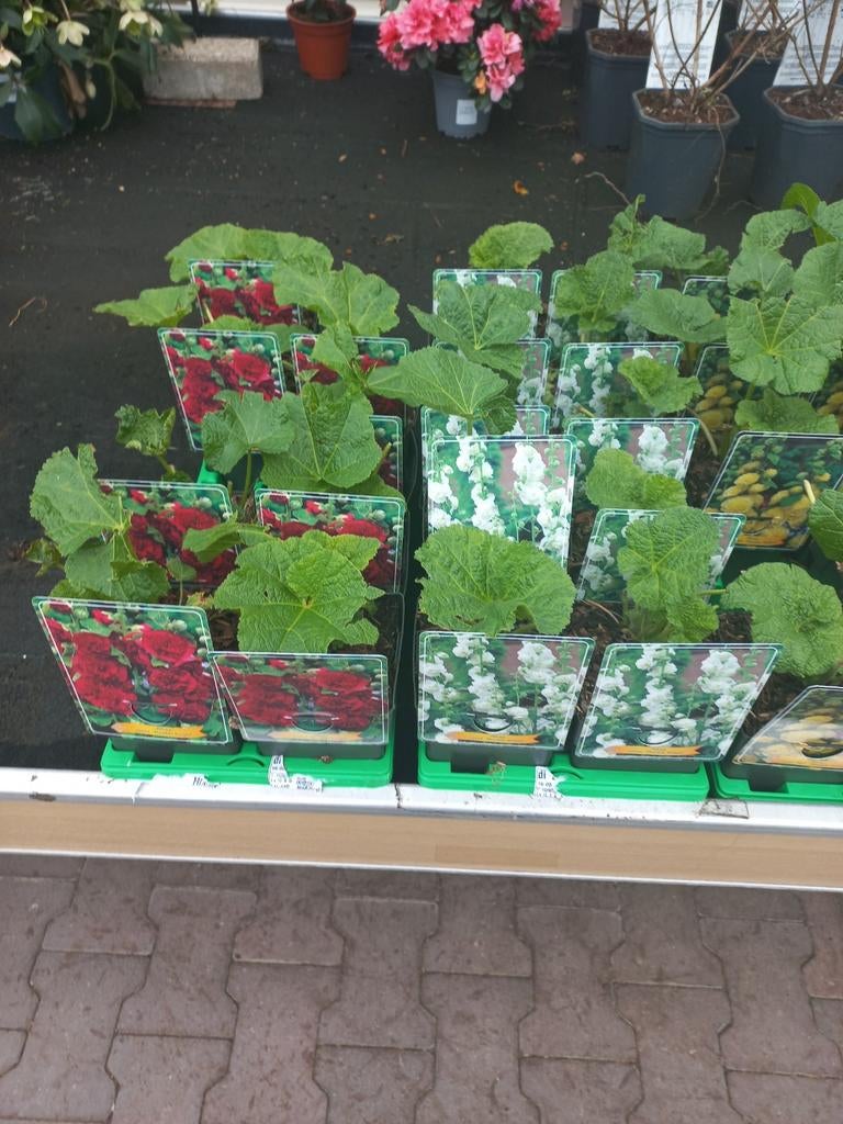 Stokrozen diverse soorten, Ophalen, Overige soorten, Volle zon