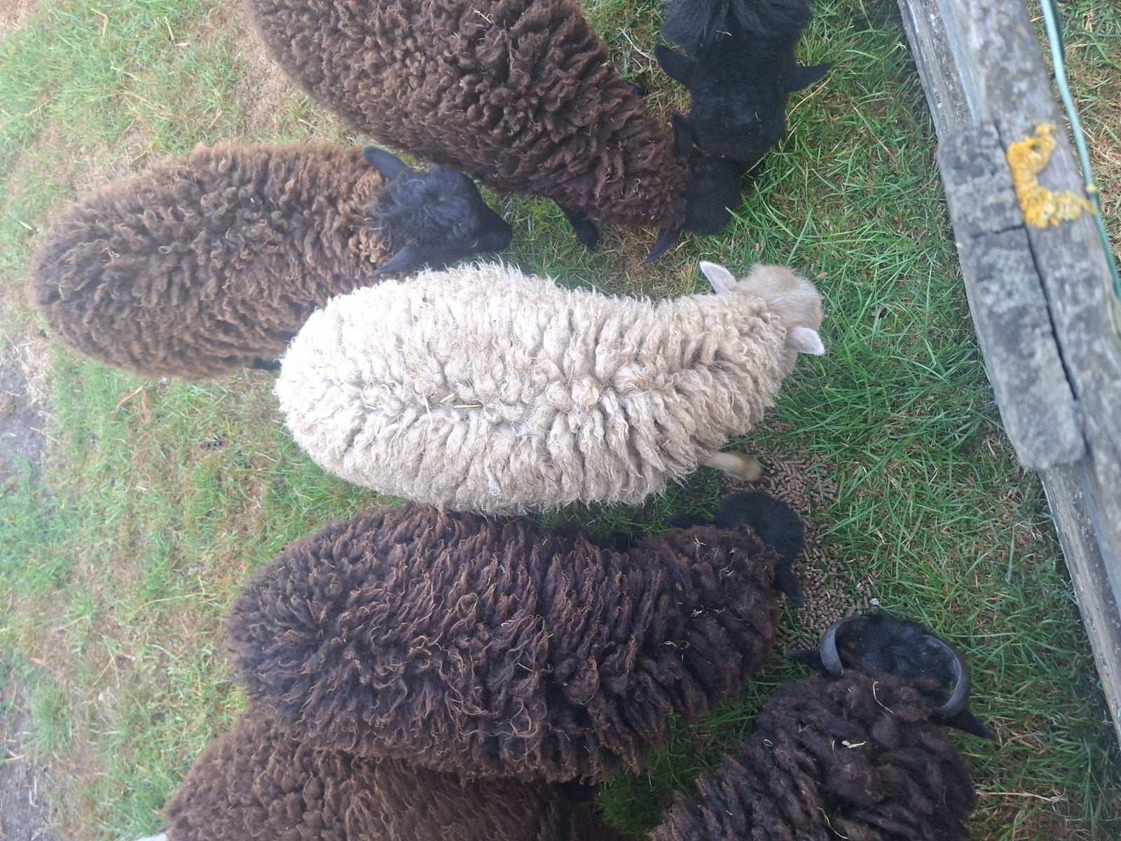 5 jonge ouessant ooien, Dieren en Toebehoren, Schapen, Geiten en Varkens, Vrouwelijk, Schaap, 0 tot 2 jaar