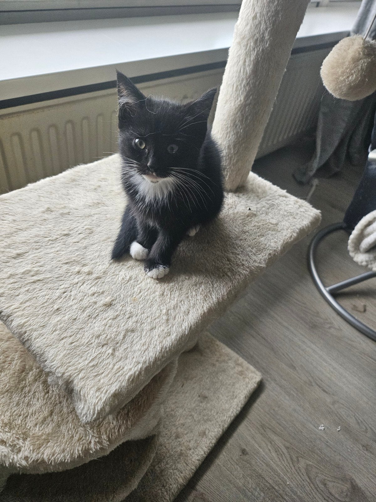 Halve ragdoll kittens 8,5 week oud, Dieren en Toebehoren, Poes, Kortharig, 0 tot 2 jaar
