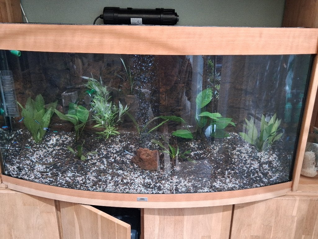 Juwel aquarium 260, Dieren en Toebehoren, Ophalen, Gebruikt, Gevuld zoetwateraquarium, Inclusief vissen