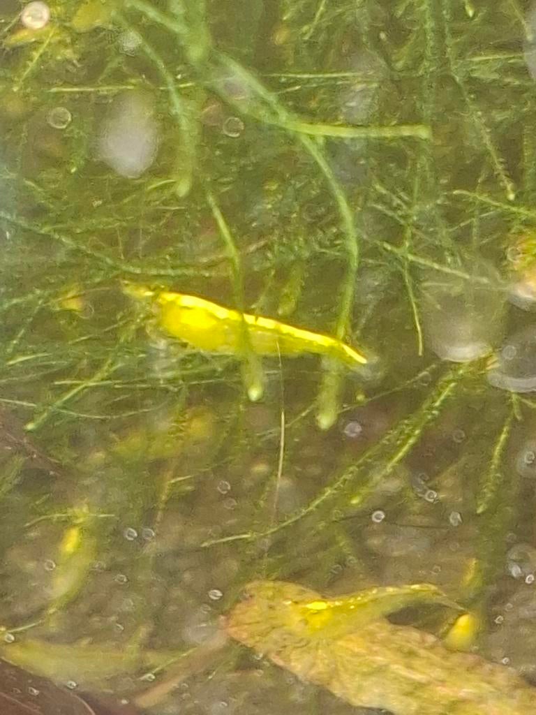 Citroen garnalen neon fire backstripe, Dieren en Toebehoren, Vissen | Aquariumvissen, Kreeft, Krab of Garnaal