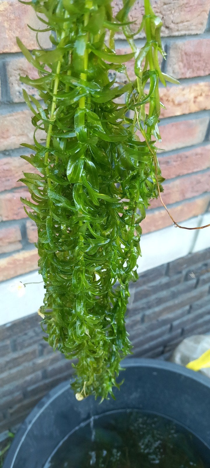 Waterpest als zuurstofplant voor vijver of aquarium, Tuin en Terras, Vijvers, Ophalen of Verzenden