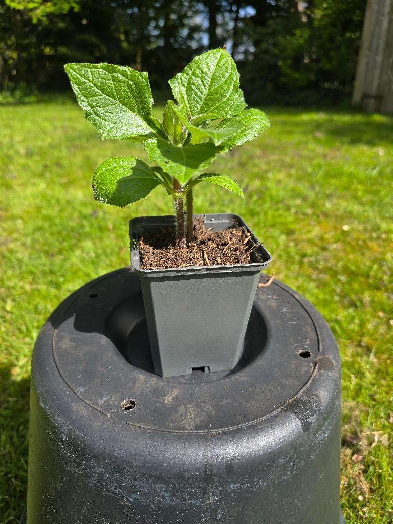 Biologische yacon- of appelwortelplantjes, Tuin en Terras, Planten | Tuinplanten, Overige soorten, Volle zon, Eenjarig, Ophalen of Verzenden