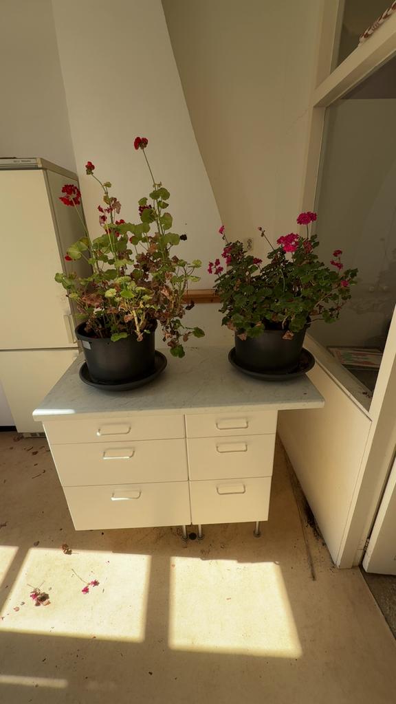 Twee Pelargoniums (Geraniums) in potten, Huis en Inrichting, Kasten | Dressoirs, Zo goed als nieuw, Ophalen of Verzenden