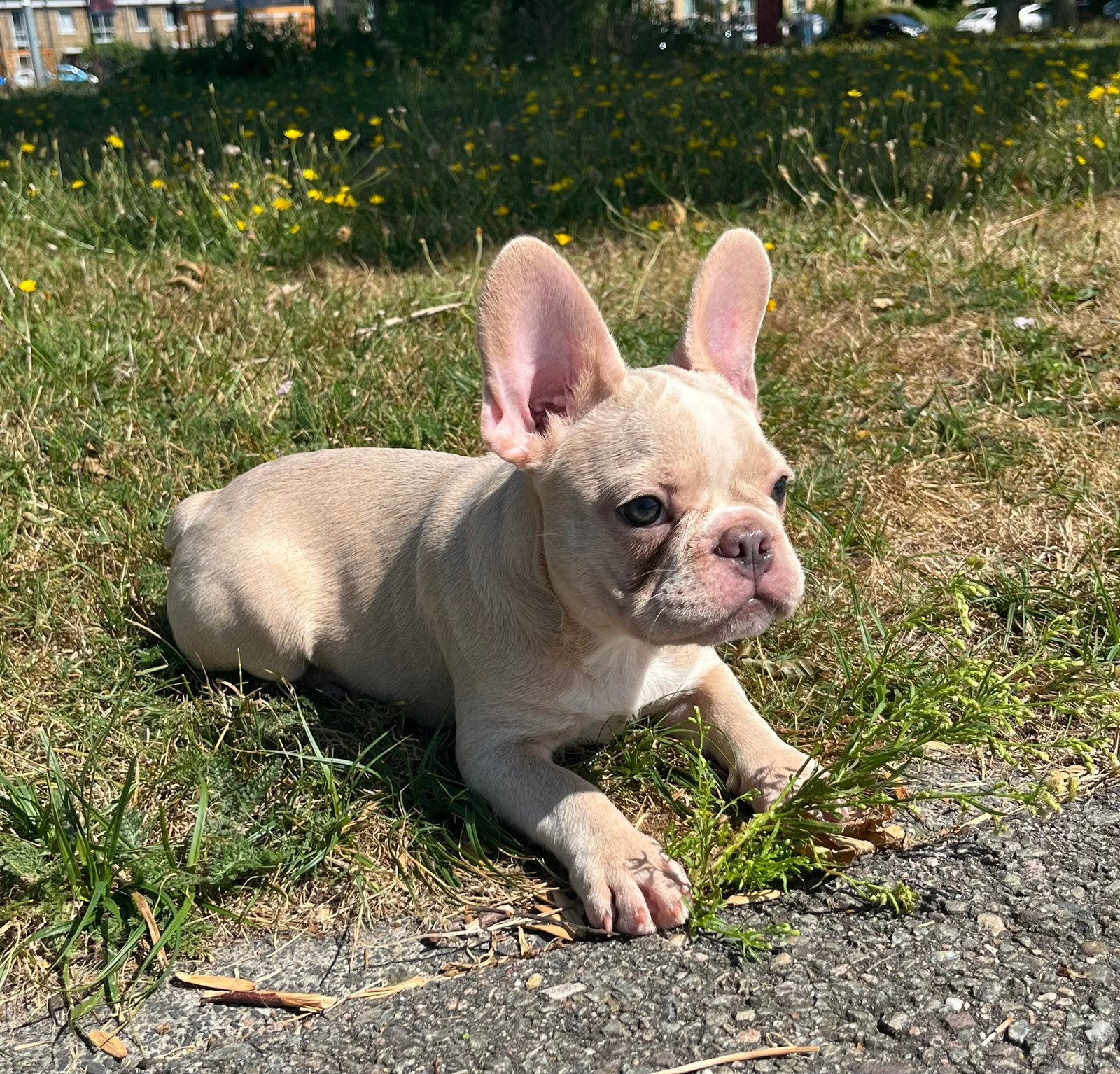 Laatste teefje mini light Cream Franse Bulldog pup, 15 weken tot 1 jaar, Buitenland, Teef, Parvo