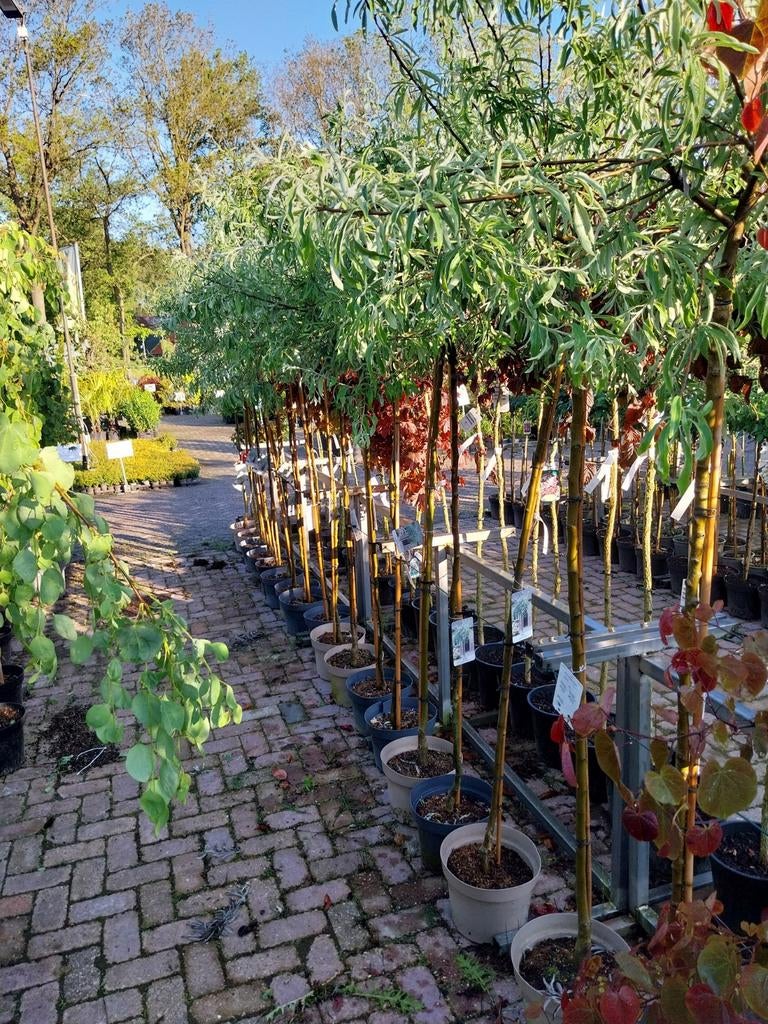 Pyrus Salicifolia Pendula - Treurwilgpeer, Tuin en Terras, Planten | Bomen, Treurboom, Lente, 100 tot 250 cm, Ophalen
