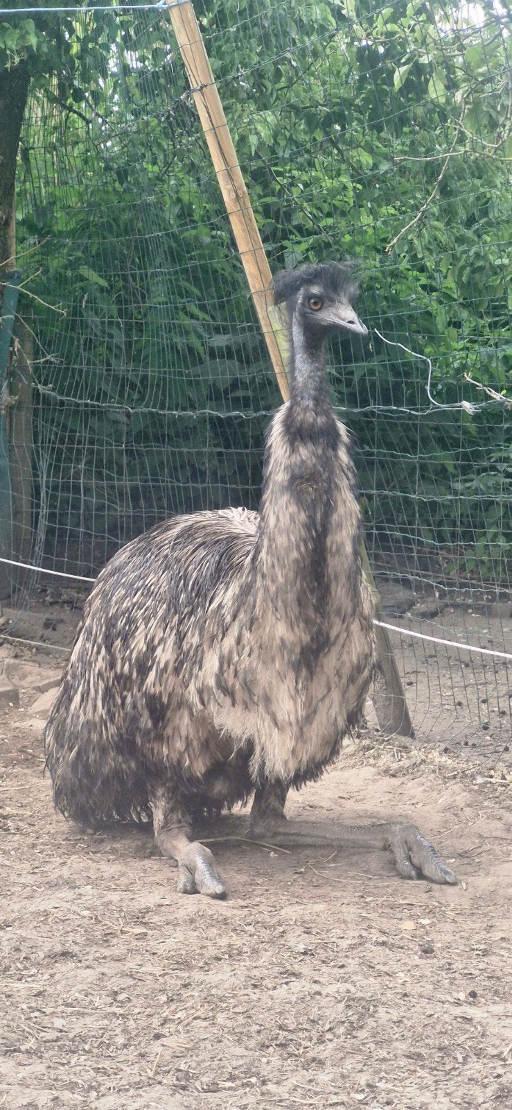 Emoe hen te koop, Dieren en Toebehoren, Pluimvee, Overige soorten, Vrouwelijk