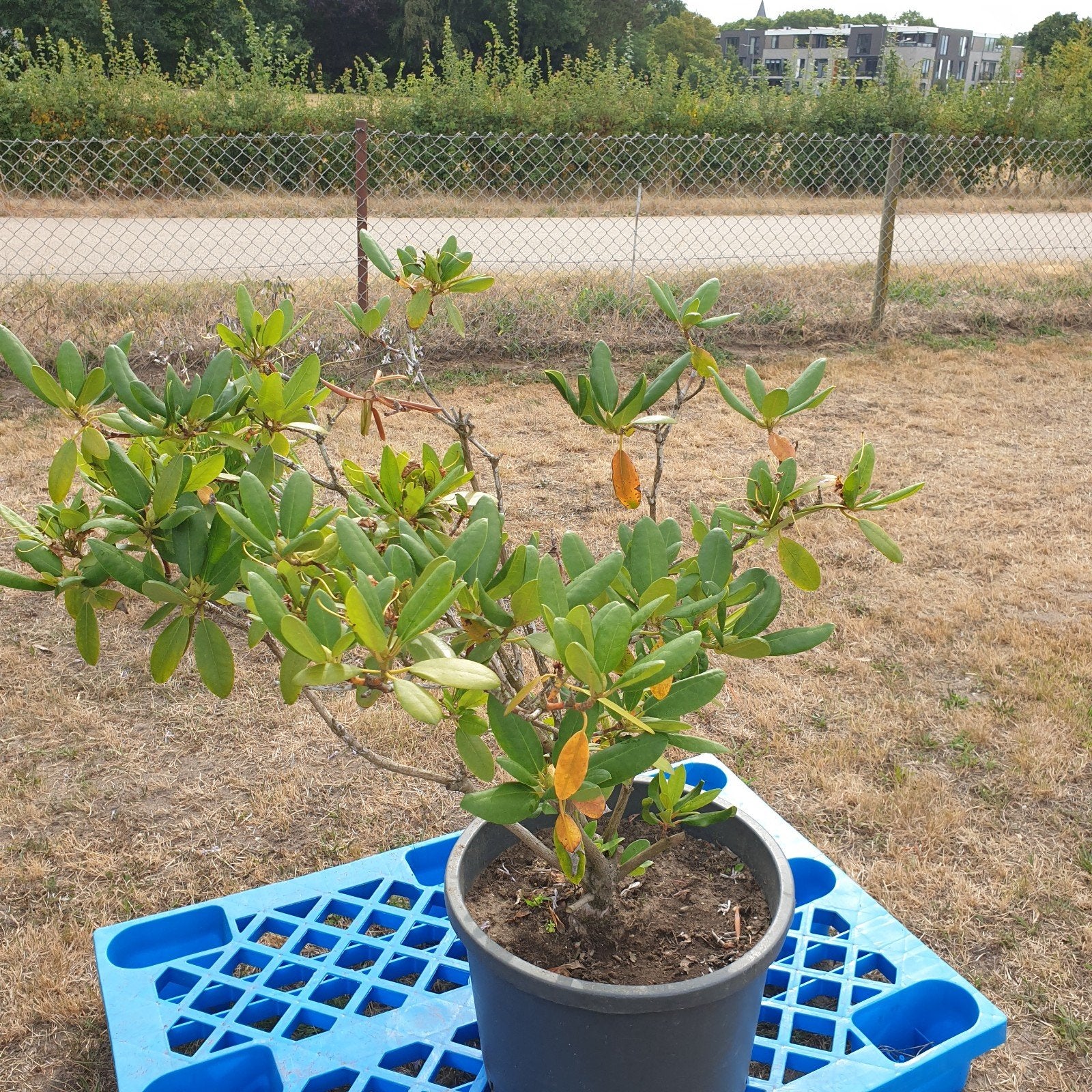 Te koop Rododendron, Ophalen, Overige soorten, Struik, Minder dan 100 cm