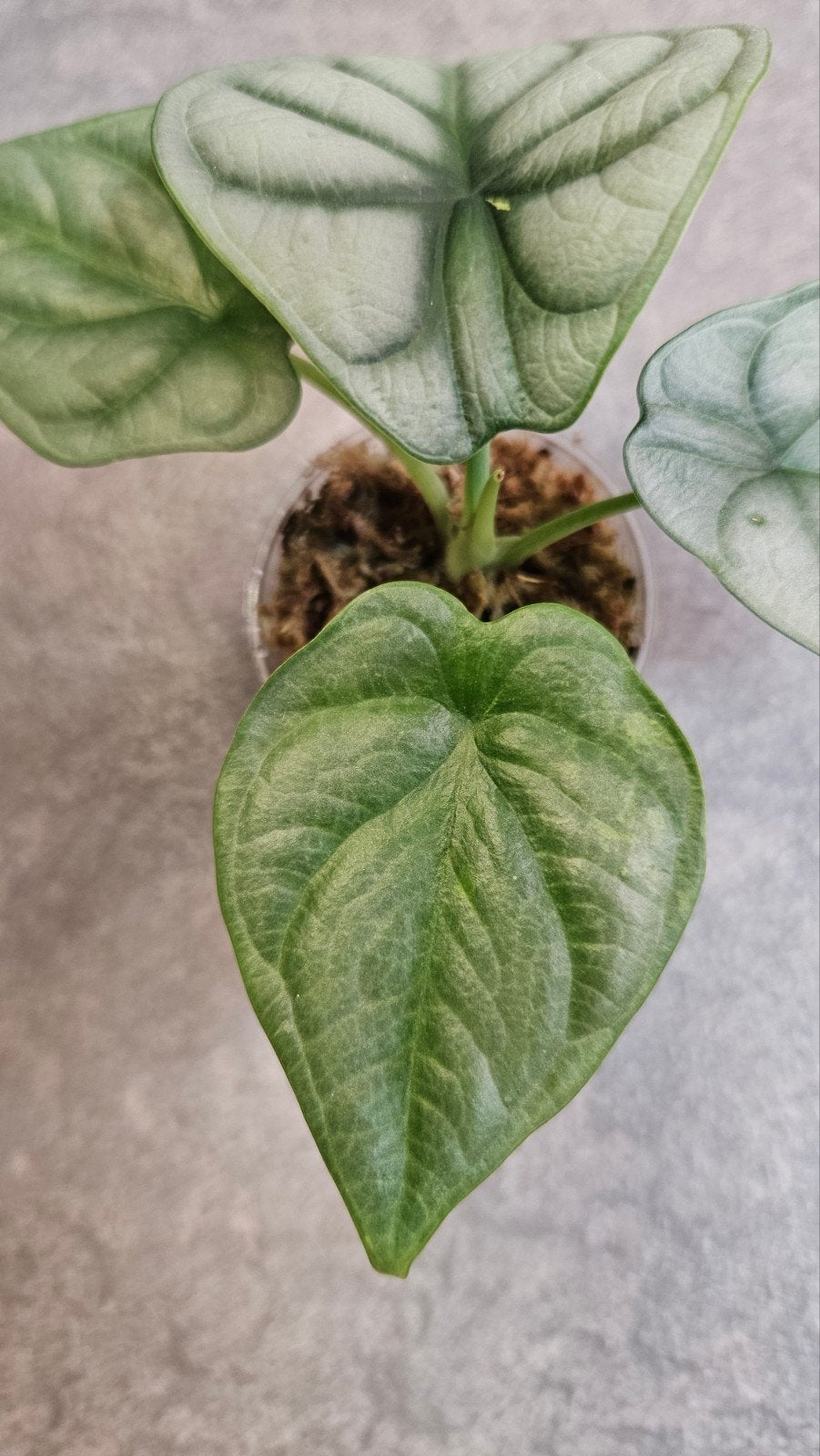 Alocasia Silver Dragon (variegata), Ophalen of Verzenden, Halfschaduw, Minder dan 100 cm