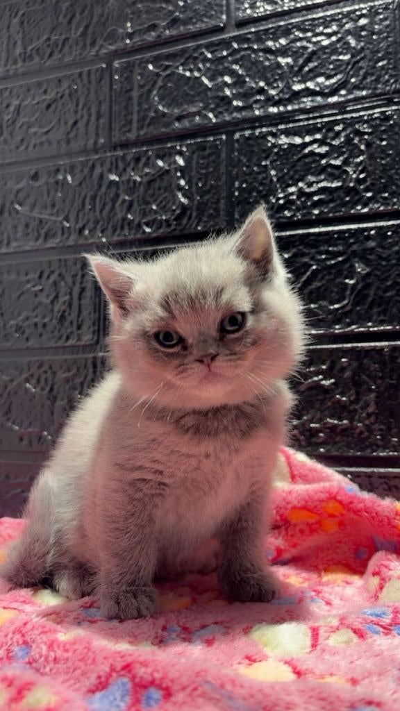 Britse korthaar kittens, Meerdere dieren, Ontwormd, 0 tot 2 jaar