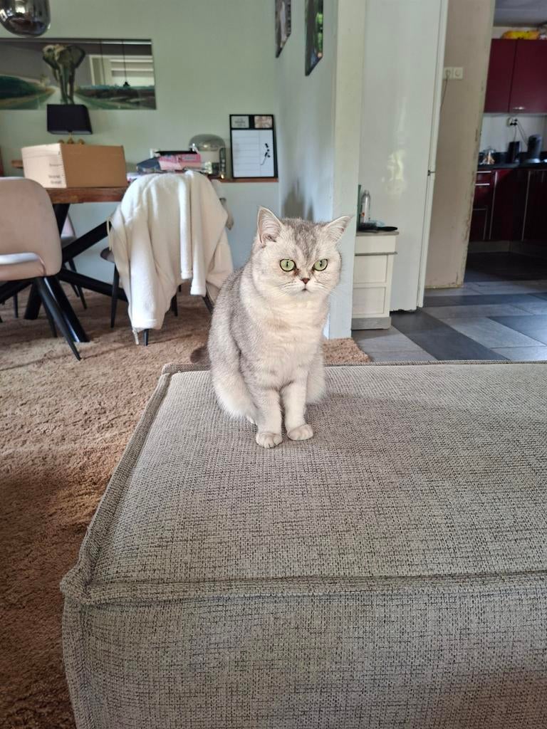 Silvershaded 3jaar poes, Poes