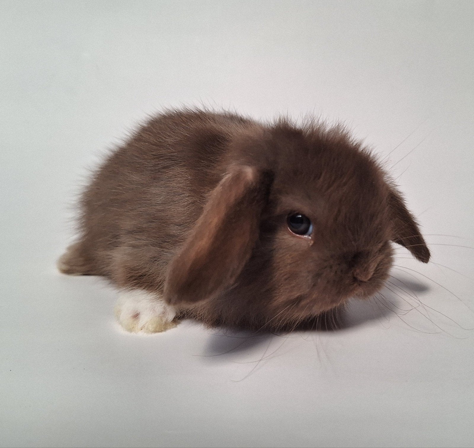 Twee jonge minilop rammetjes - choco, Dieren en Toebehoren, Mannelijk, Dwerg, Hangoor, 0 tot 2 jaar