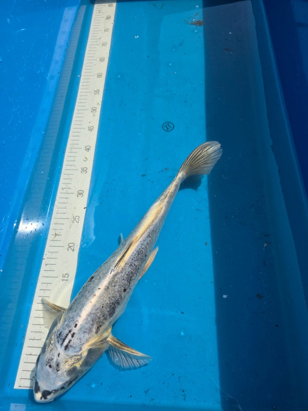 Leuke koi ca 40 cm, Karper of Koi