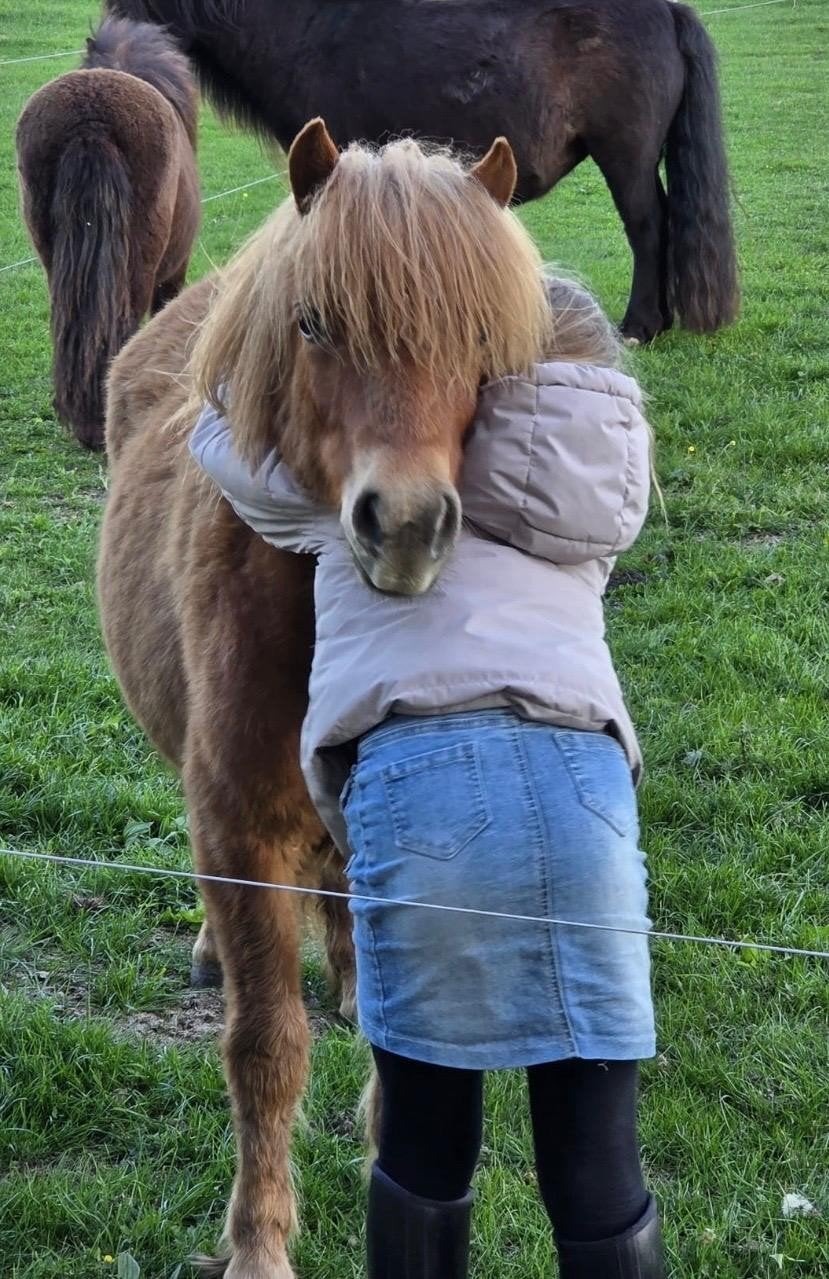Meerdere  NSPS kinder Pony's, Dieren en Toebehoren, Meerdere dieren, A pony (tot 1.17m), 0 tot 2 jaar
