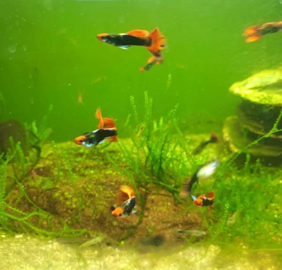 Red cap brazil guppie's, Dieren en Toebehoren, Vis, Zoetwatervis, Schoolvis