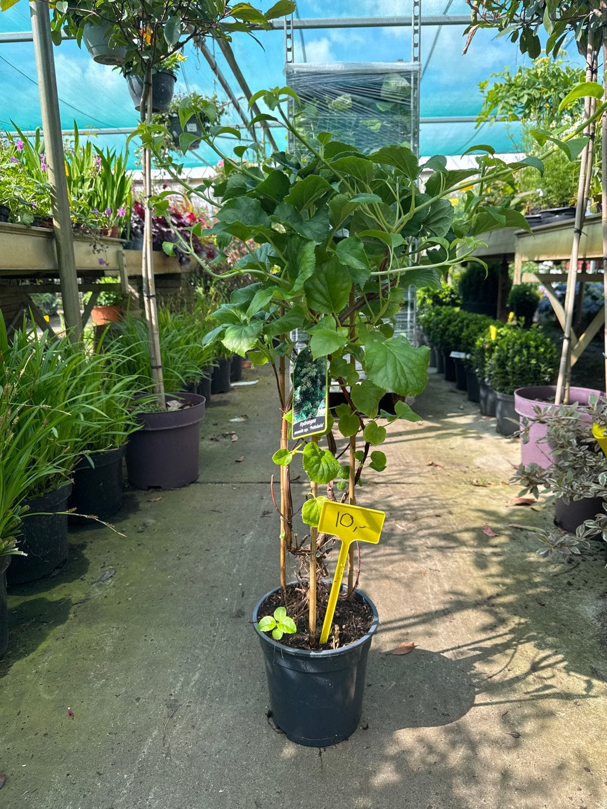 Klimhortensia 80 cm hoog - Nu slechts €10,00!, Tuin en Terras, Overige soorten, 100 tot 250 cm, Zomer, Ophalen