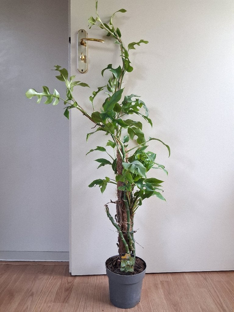 Monstera Minima - Raphidophora Tetrasperma/Gatenplant H120cm, Ophalen, 100 tot 150 cm, Overige soorten, Halfschaduw