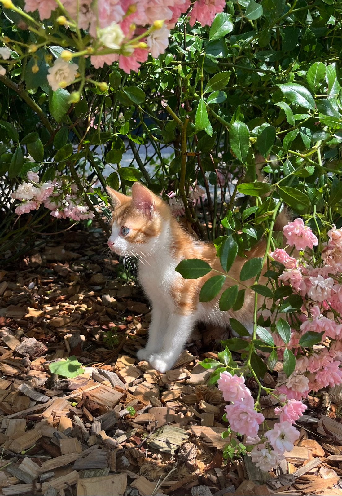Lieve kitten, Kater, Kortharig, 0 tot 2 jaar