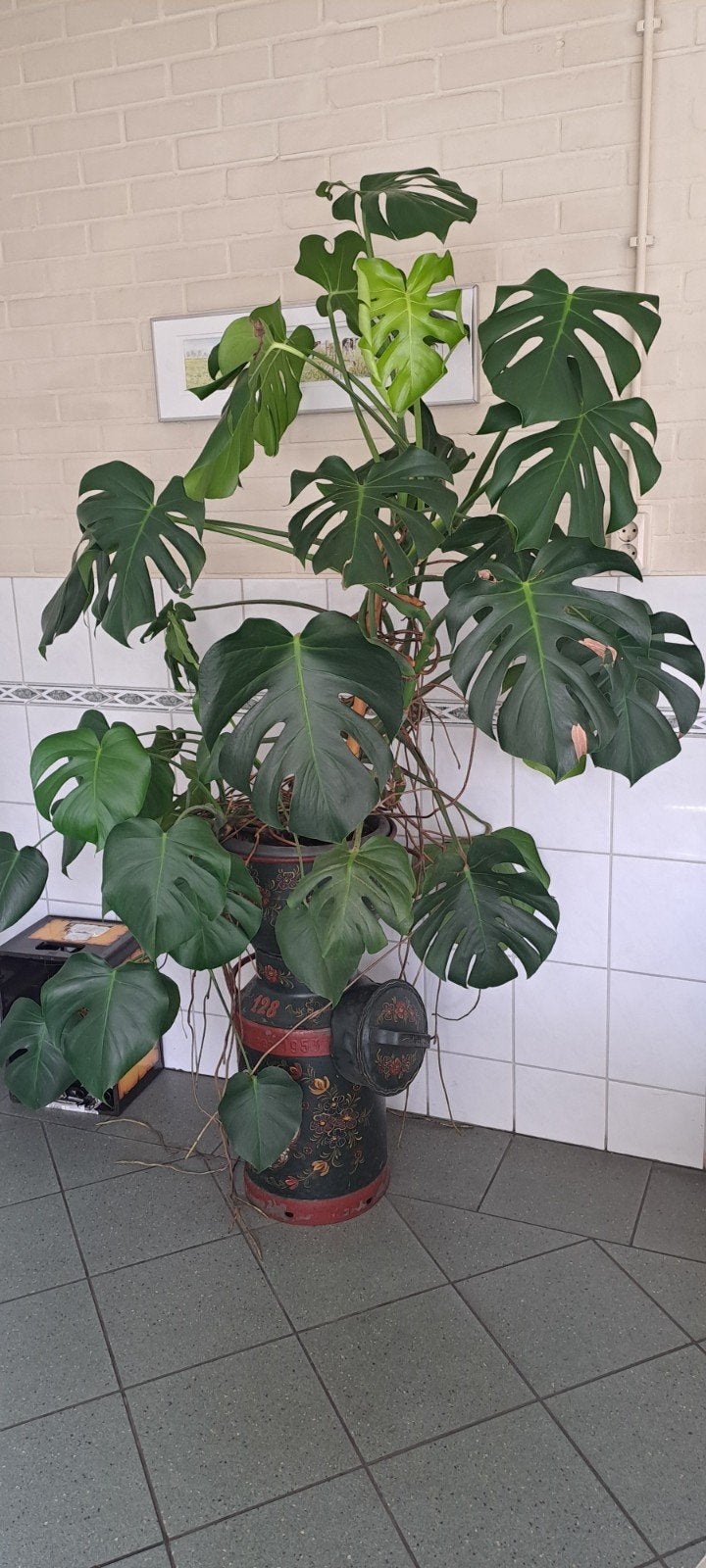 Grote, gezonde Monstera Deliciosa kamerplant, Huis en Inrichting, Ophalen, Overige soorten, Halfschaduw, In pot