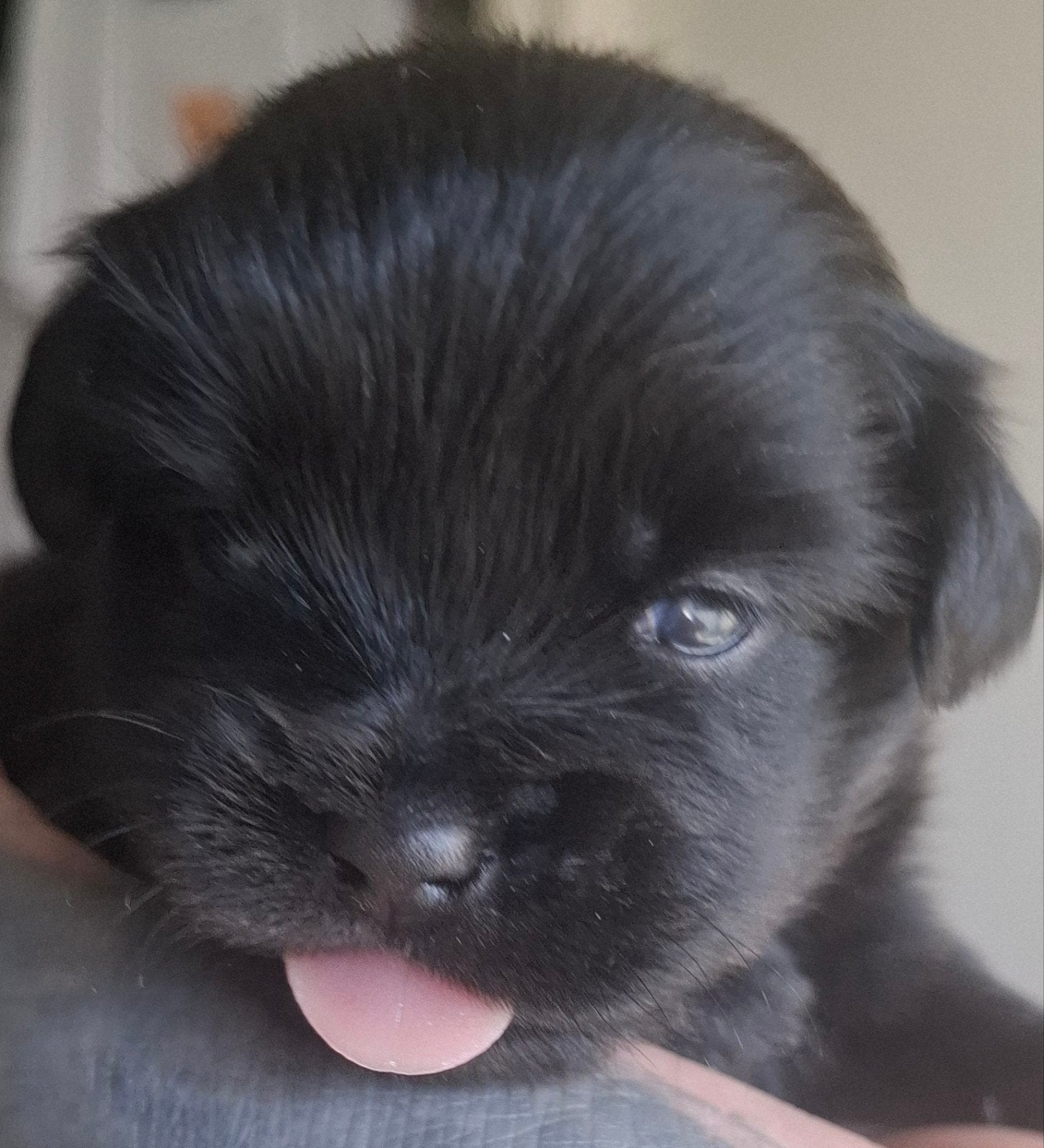Prachtige unieke Shiranian (F1) pups (Shih Tzu x  pomeriaan), 8 tot 15 weken, Meerdere, Meerdere dieren, Klein