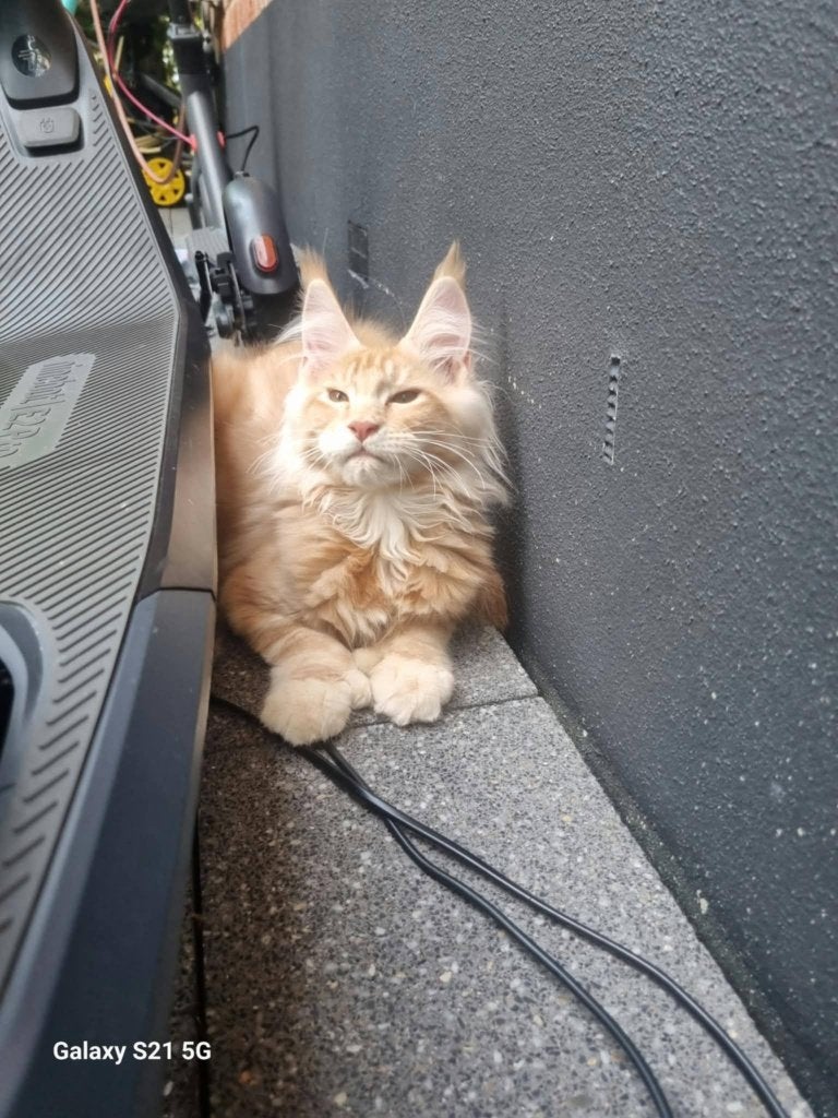 Super mooie maine coon kittens XXL Poly kater en poes, Dieren en Toebehoren, Katten en Kittens | Raskatten | Langhaar, Meerdere dieren