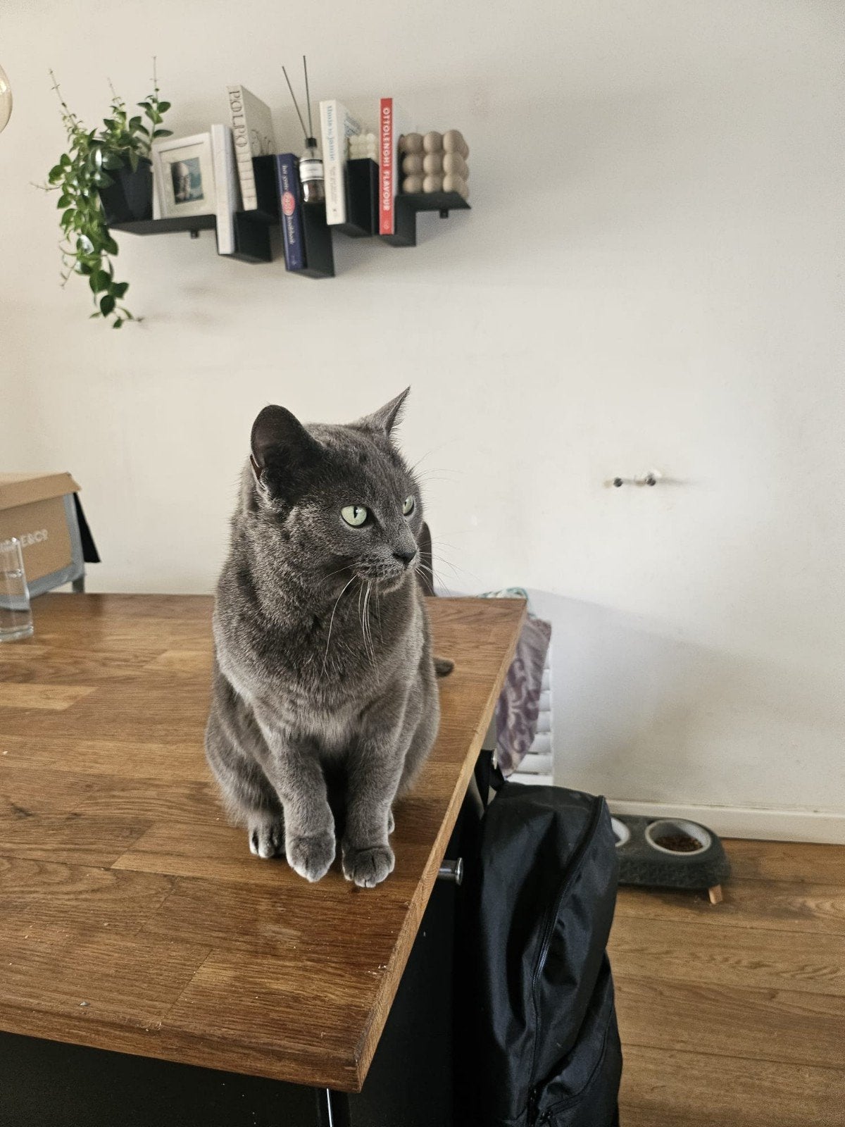 Blauwe Rus zoekt nieuw huisje, Dieren en Toebehoren, Katten en Kittens | Raskatten | Korthaar, Poes, 6 jaar of ouder