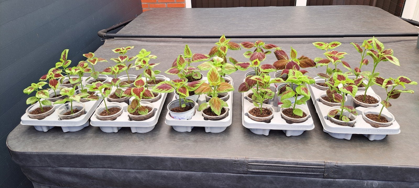 Prachtige coleus planten (siernetels) voor binnen en buiten!, Ophalen, Halfschaduw, Minder dan 100 cm