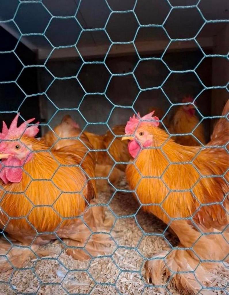 Cochin krielen, Meerdere dieren, Kip