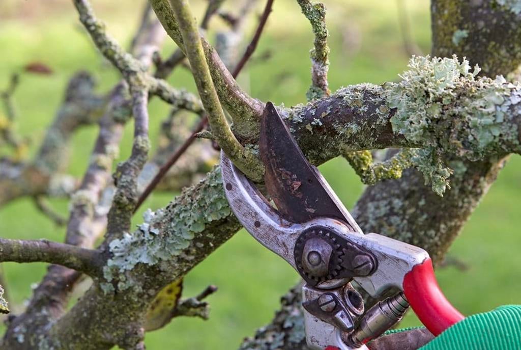 Zomer Snoeien fruitbomen (appelboom, perenboom, pruim), Tuin en Terras, Planten | Fruitbomen, Ophalen of Verzenden, Lente