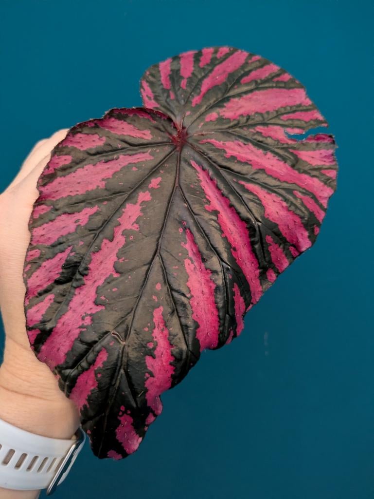 Begonia Brevirimosa, Amphioxus, Oldemore, Listada, Metallica, Huis en Inrichting, Kamerplanten, Ophalen of Verzenden, Halfschaduw