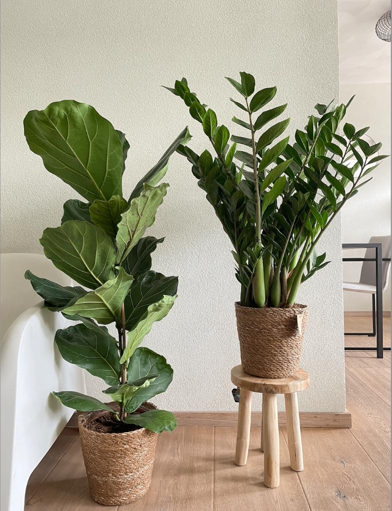 2 for 85-Ficus Lyrata &Zamioculcas Zamifolia, Huis en Inrichting, Kamerplanten, Ficus, In pot, Minder dan 100 cm, Groene kamerplant