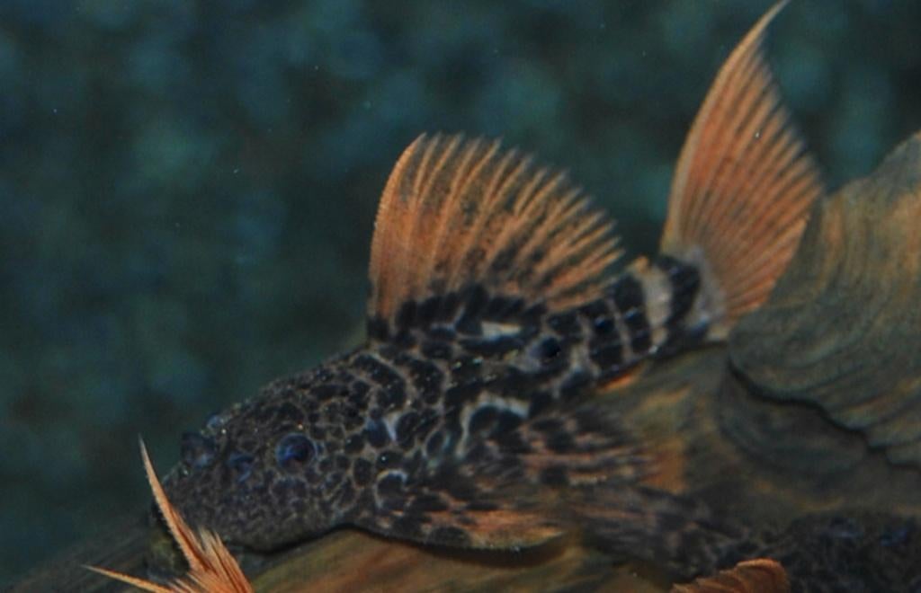 L-Nummers: L600 Pseudacanthicus leopardus, Dieren en Toebehoren, Vissen | Aquariumvissen, Vis, Zoetwatervis