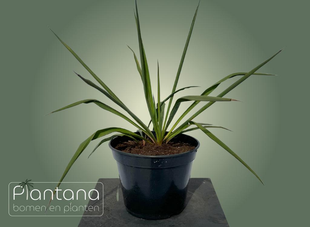 Yucca filamentosa (palmlelie), Tuin en Terras, Ophalen, Zomer, Overige soorten, Volle zon