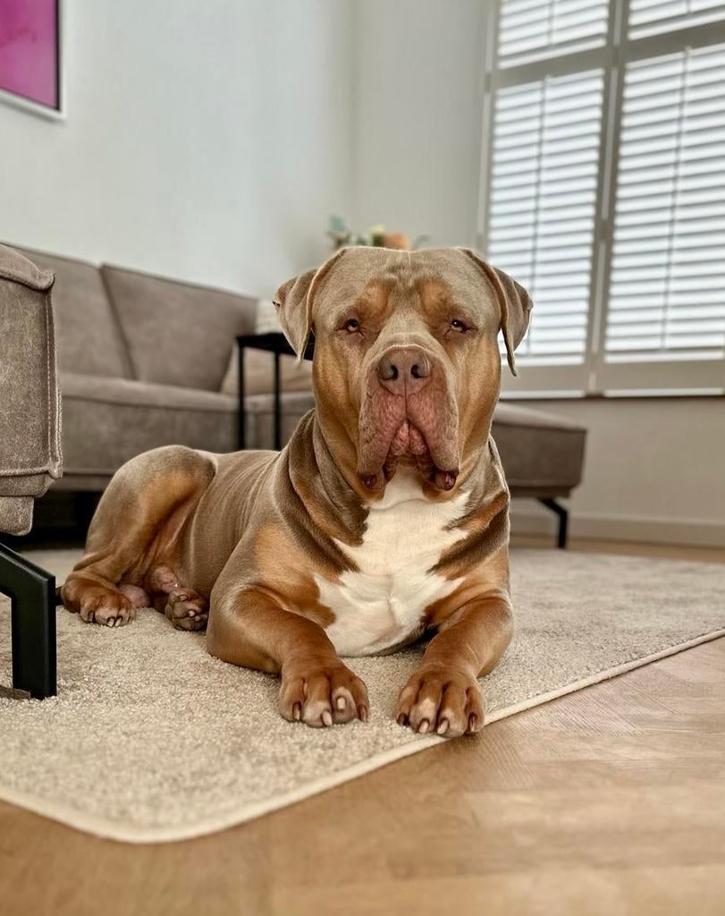 Dekreu American Bully XL, Parvo, Eén hond, 3 tot 5 jaar, Nederland