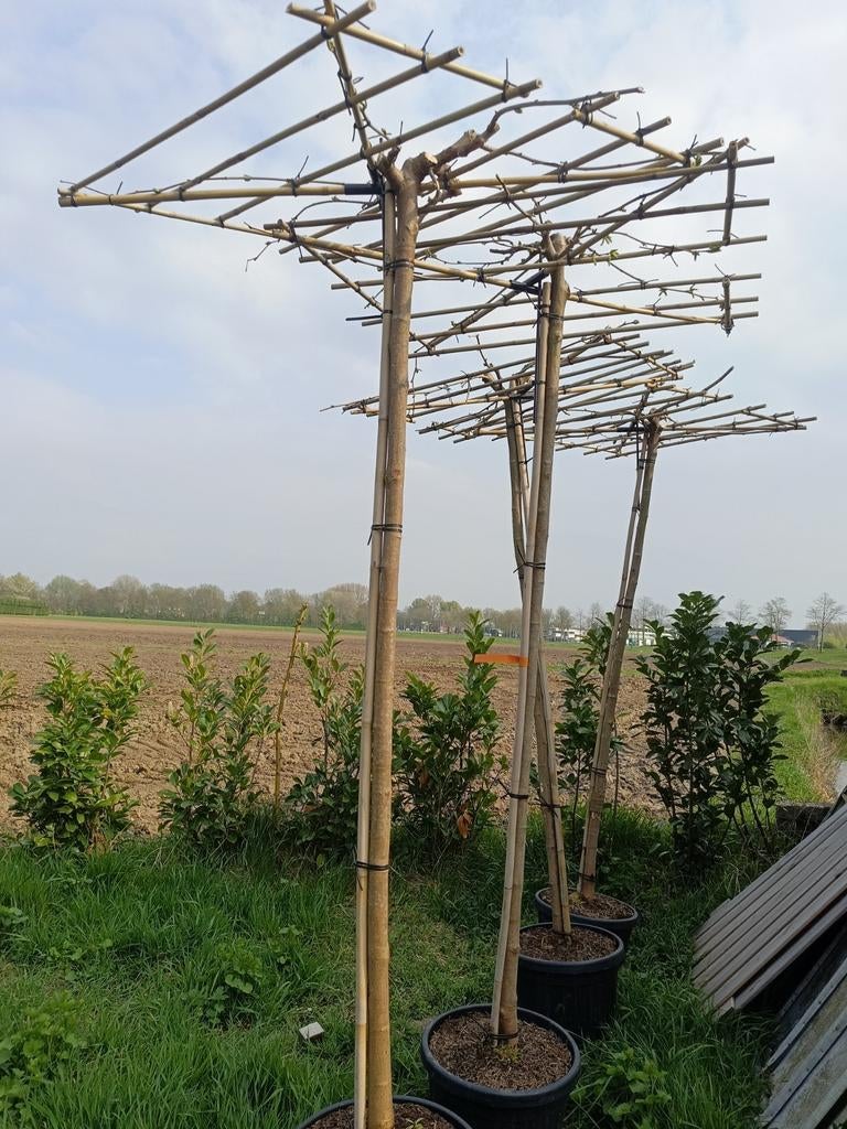 Dakmoerbei 220 cm hoog maat 16/18, Ophalen of Verzenden, 100 tot 250 cm, Dakboom, Volle zon