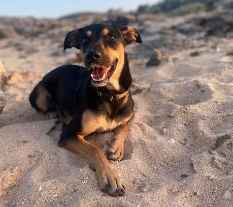 NIEUW HUISJE GEZOCHT Luna, Dieren en Toebehoren, Honden | Bulldogs, Pinschers en Molossers, Overige rassen, 1 tot 2 jaar, Teef