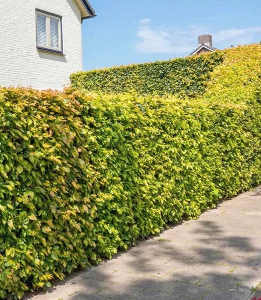 ‼️BUITENKANS‼️ 100 Fagus groene beuken 175/200, Ophalen of Verzenden, Beukenhaag, 100 tot 250 cm