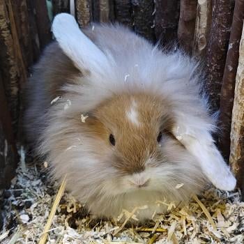 Dwergkonijntjes te koop, Dieren en Toebehoren, Konijnen, Dwerg, Meerdere dieren, 0 tot 2 jaar, Hangoor