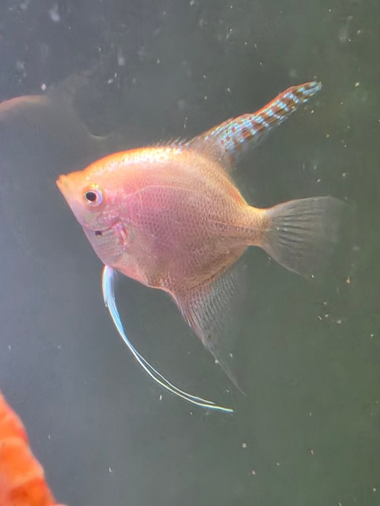 Complete groep maanvissen te koop, Dieren en Toebehoren, Vissen | Aquariumvissen, Vis, Zoetwatervis