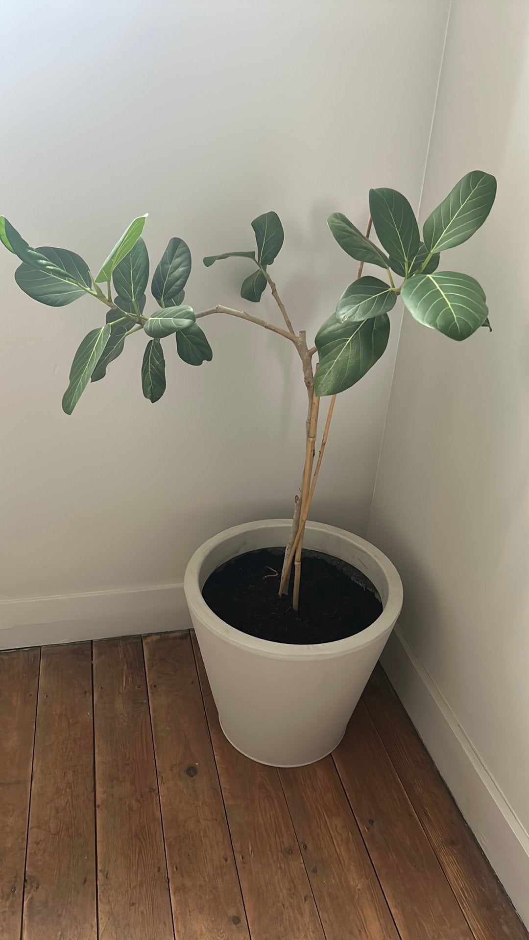 Bengaalse vijg in pot. Ficus benghalensis, Ophalen, Ficus, 100 tot 150 cm, Halfschaduw