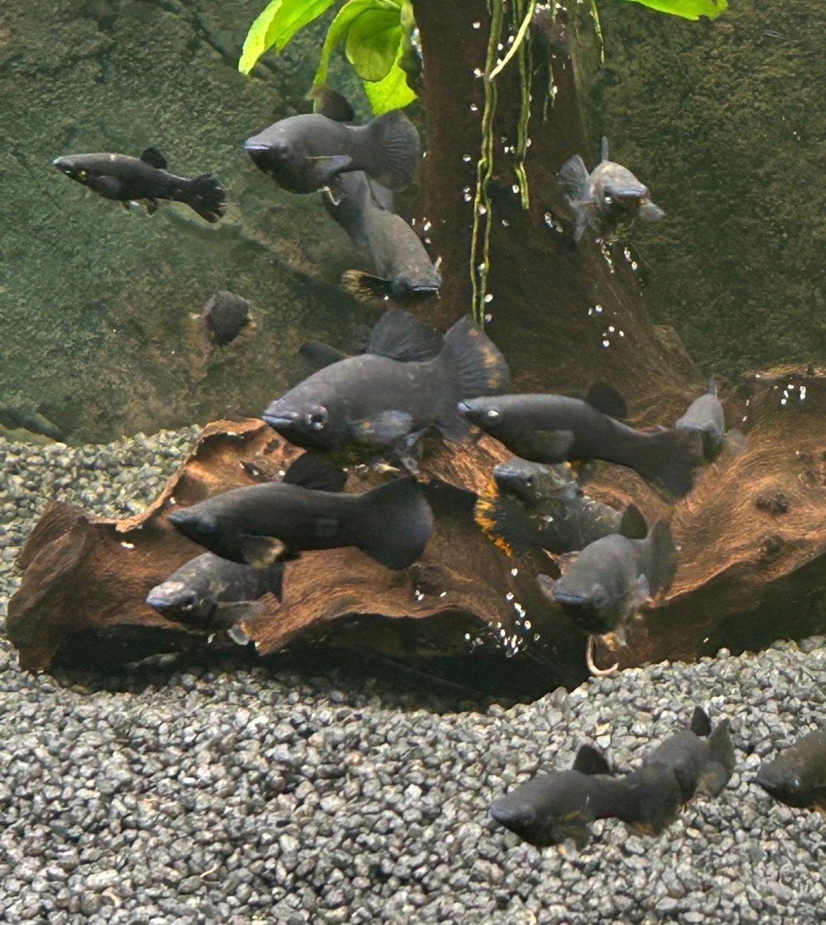 5 zwart Molly, Dieren en Toebehoren, Vissen | Aquariumvissen, Vis