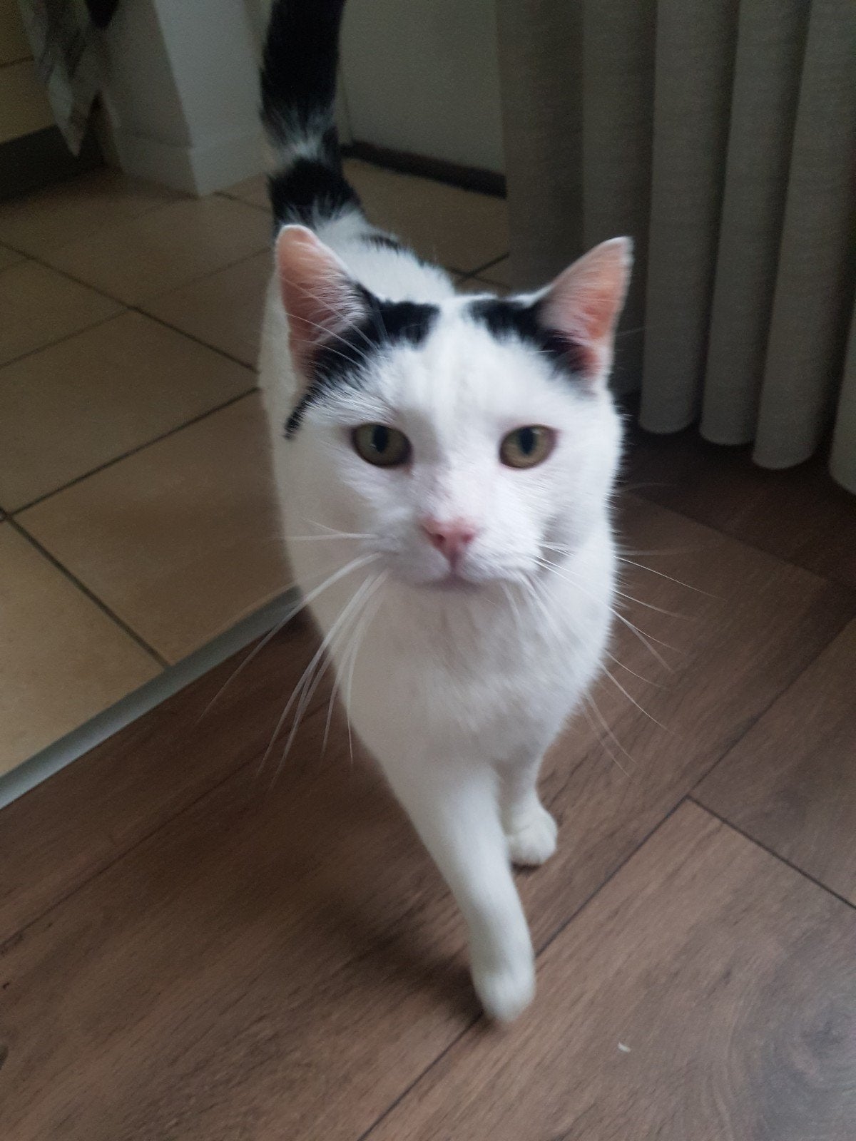 Kater Minous VERMIST in Born, Dieren en Toebehoren, Kat