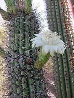 Cactus cluster Stenocereus Thurberi de Orgelpijp   cactus., Ophalen of Verzenden, Minder dan 100 cm, Bloeiende kamerplant, Volle zon