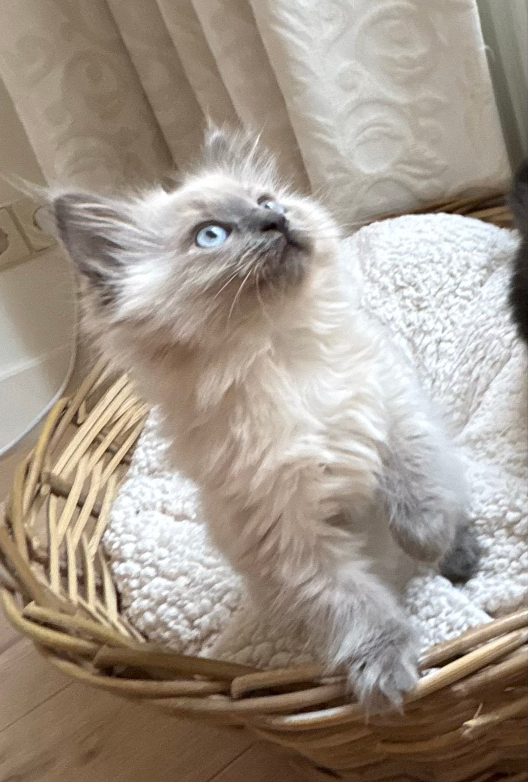 Beeldschone Ragcoon kittens Maine Coon X Ragdoll, Dieren en Toebehoren, Meerdere dieren, Ontwormd, 0 tot 2 jaar