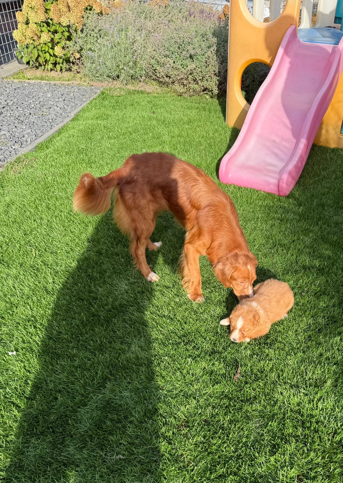 Nova scotia duck tolling retriever, Nederland, Parvo, Overige rassen, 8 tot 15 weken