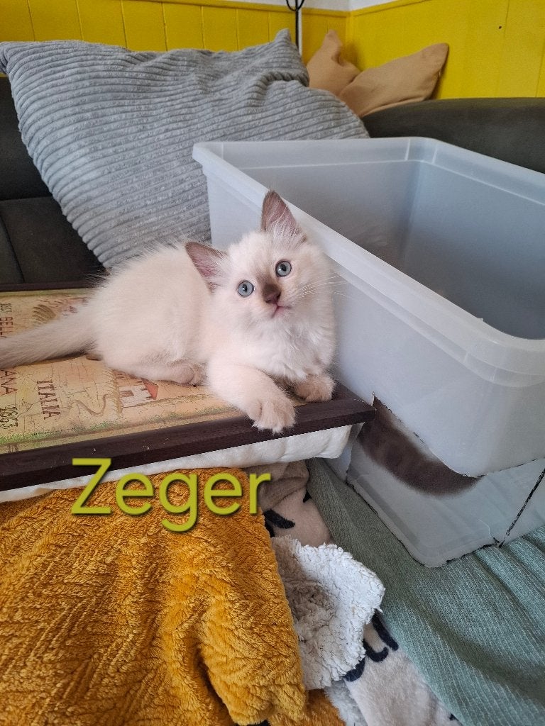 Ragdoll kittens met stamboom, Meerdere dieren, Met stamboom, 0 tot 2 jaar