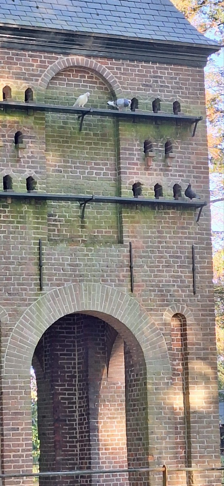 gevraagt Duiven, Geslacht onbekend, Overige soorten
