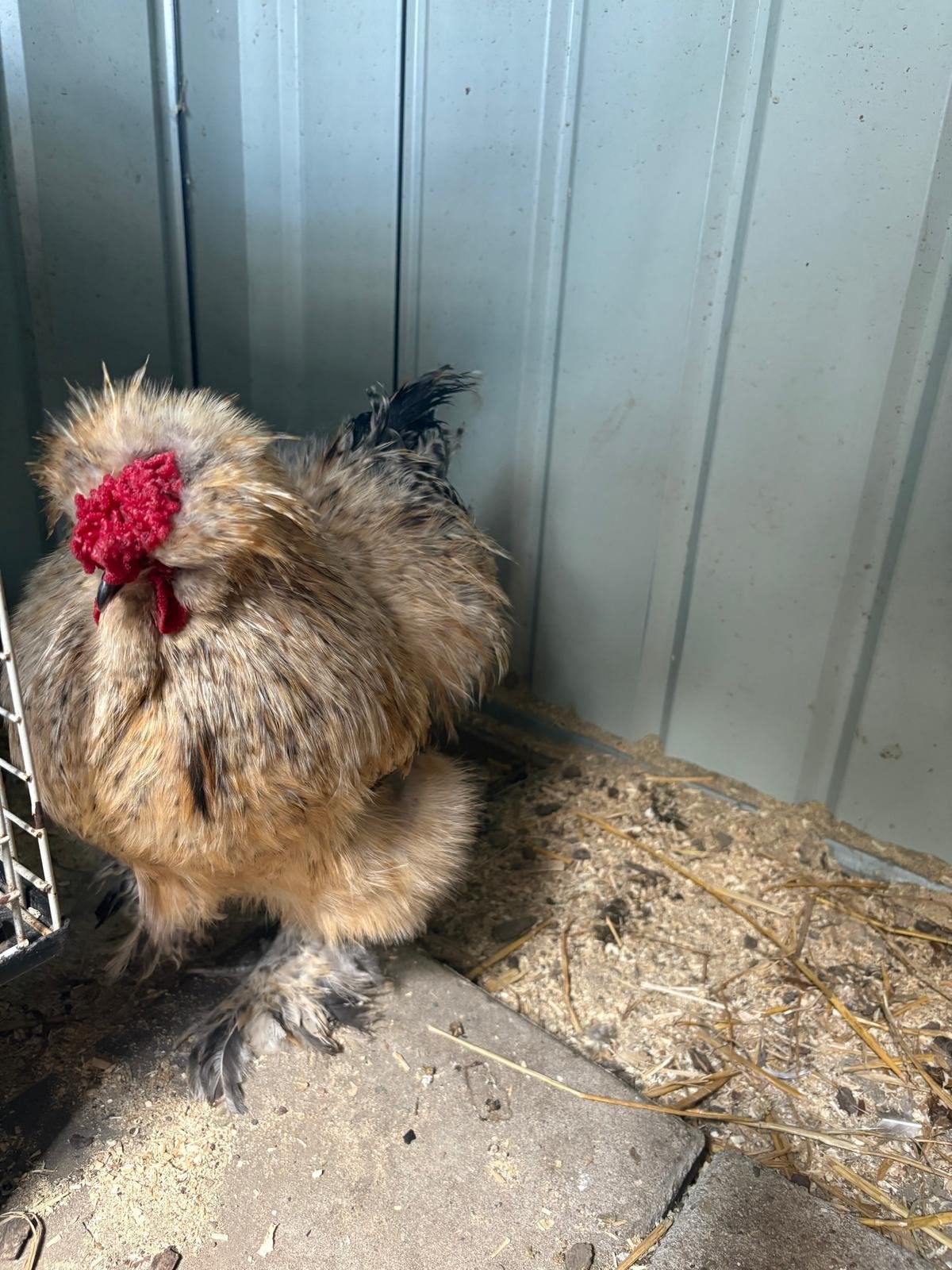 zijdeachtige haan gratis, Dieren en Toebehoren