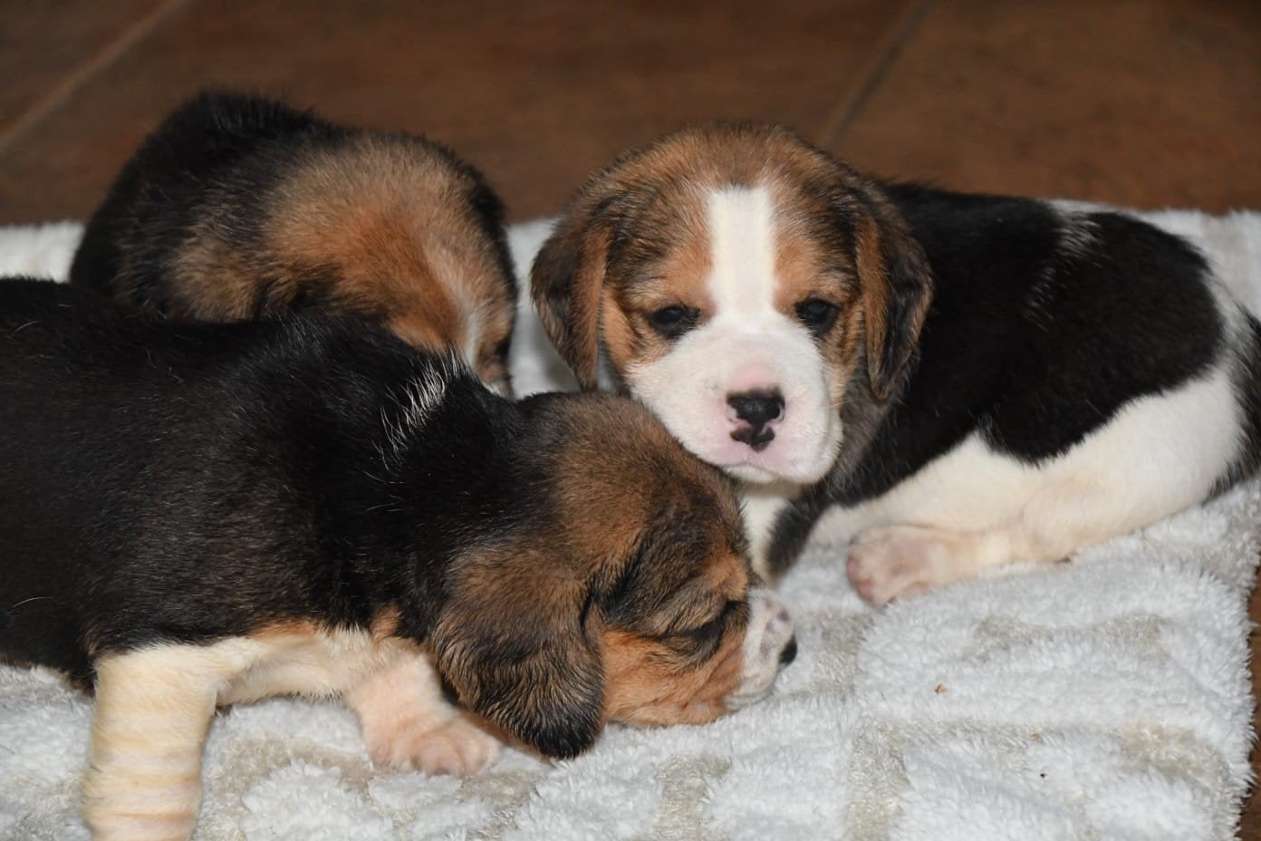 Beagle pups met stamboom, Dieren en Toebehoren, Honden | Beagles, Bassets en Lopende honden, Parvo, Beagle, 8 tot 15 weken, Meerdere dieren
