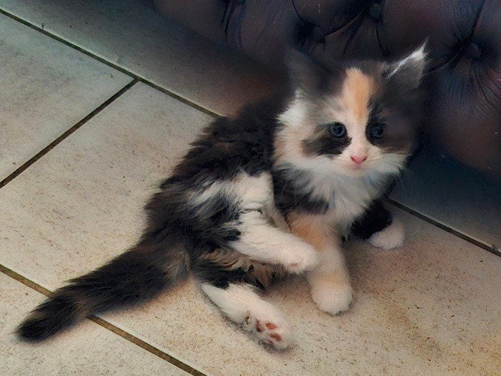 Noorse Boskatjes mogen verhuizen, Dieren en Toebehoren, Katten en Kittens | Raskatten | Langhaar, Meerdere dieren, Ontwormd, 0 tot 2 jaar